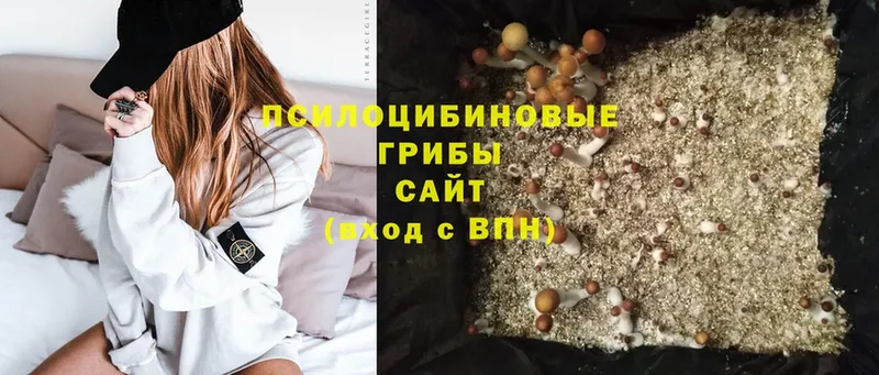 Псилоцибиновые грибы Psilocybe  как найти   Отрадное 